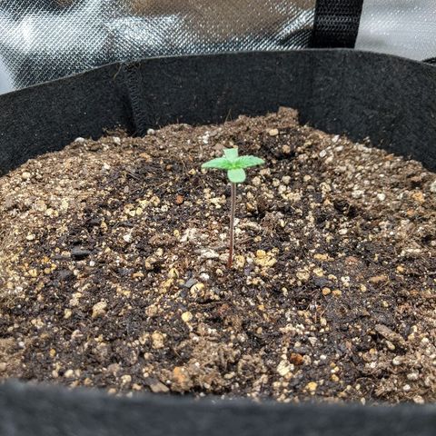 Quick Critical + growlog photo: Popped seed pod off the stretcher. We'll see how she does. Got a bit of water with some nutes just because that's what I had on hand