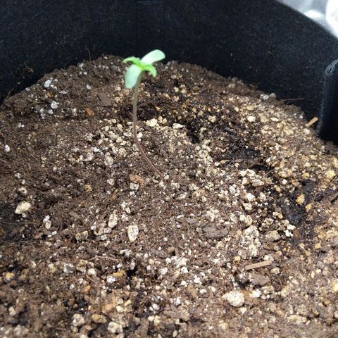 Quick Critical + growlog photo: Doing okay so far after weird stretch