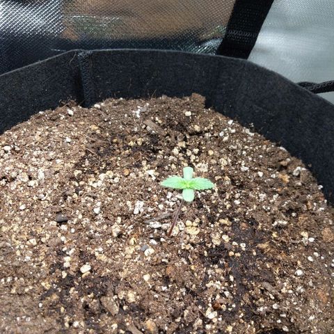 Quick Critical + growlog photo: My normie looking good