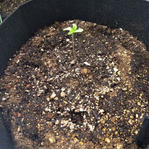Quick Critical + growlog photo: Tall girl