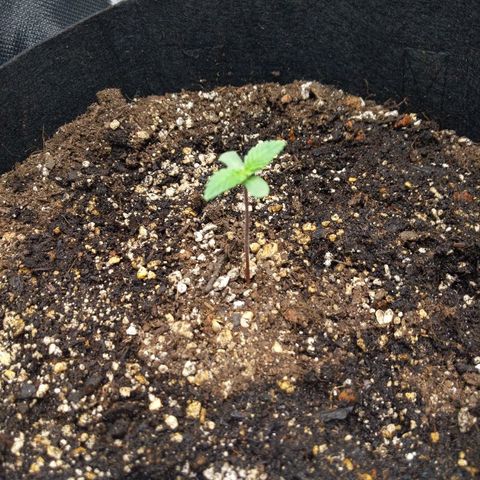 Quick Critical + growlog photo: Normie