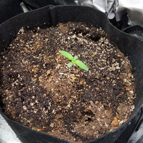 Quick Critical + growlog timeline photo