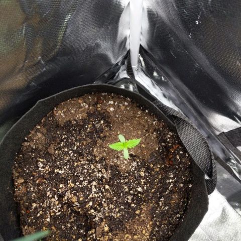 Quick Critical + growlog photo: Longo