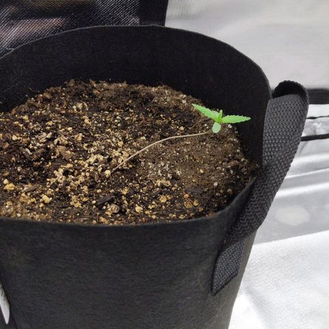 Quick Critical + growlog photo: Stretcher leaning