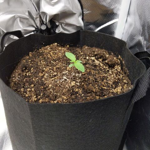 Quick Critical + growlog photo: Normie happy