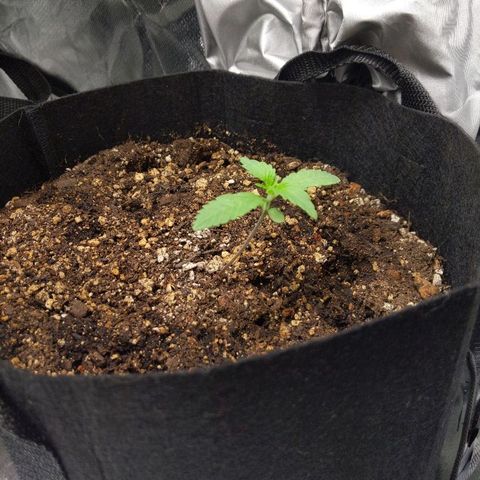 Quick Critical + growlog photo: Normie