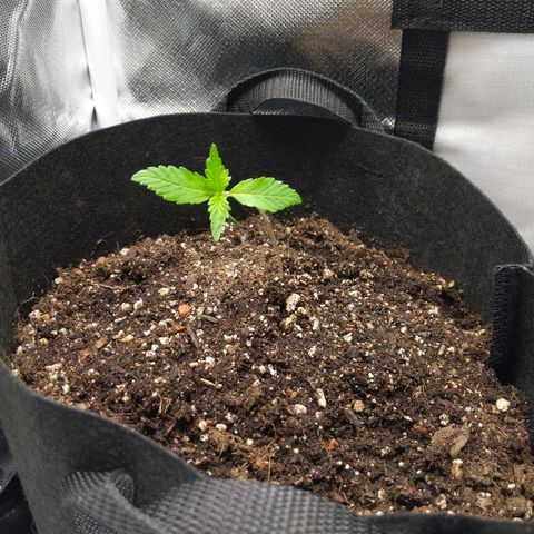 Quick Critical + growlog photo: Weirdo shifted some soil to make her stand