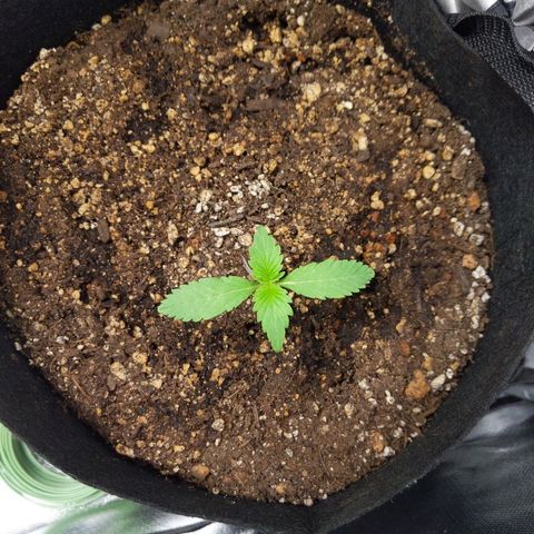 Quick Critical + growlog photo: Normie