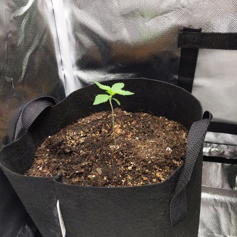 Quick Critical + growlog photo: Weirdo standing up
