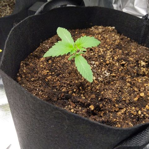 Quick Critical + growlog photo: Normie