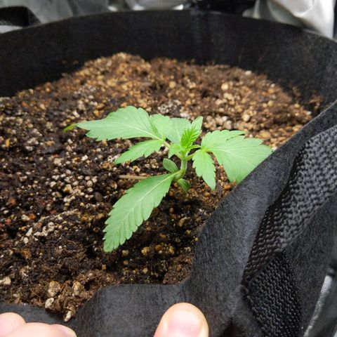 Quick Critical + growlog photo: Normie