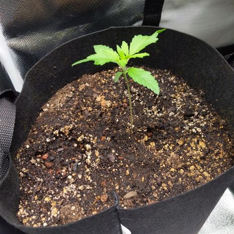 Quick Critical + growlog photo: Weirdo