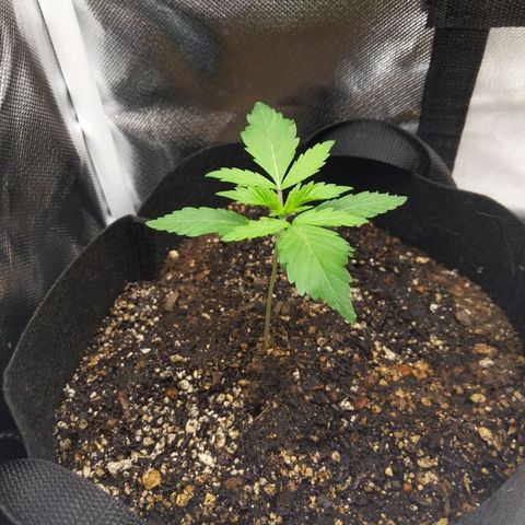Quick Critical + growlog photo: Weirdo