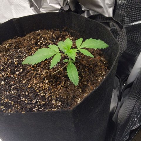 Quick Critical + growlog photo: Normie now leaned over