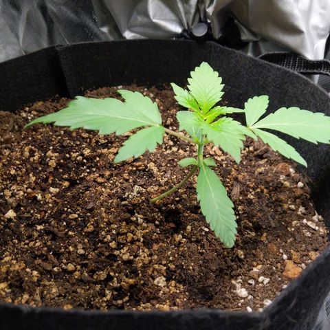 Quick Critical + growlog photo: Normie standing back up