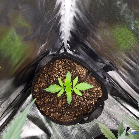 Quick Critical + growlog photo: Weirdo still doing well no water today