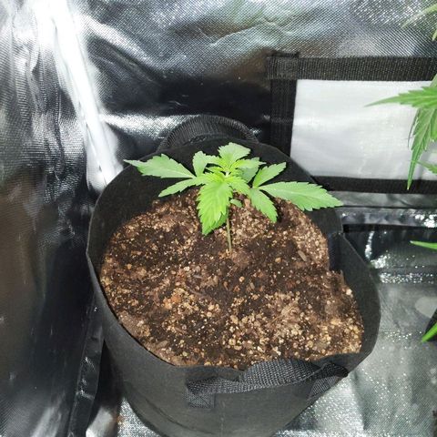 Quick Critical + growlog photo: Weirdo