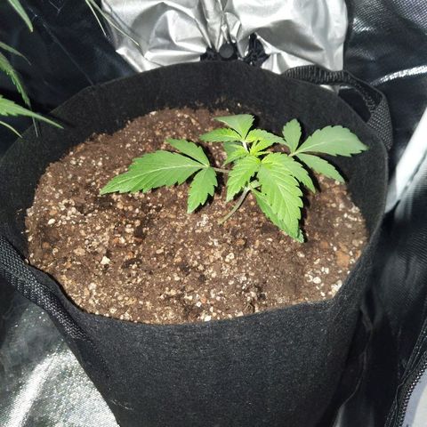 Quick Critical + growlog photo: Normie standing back up