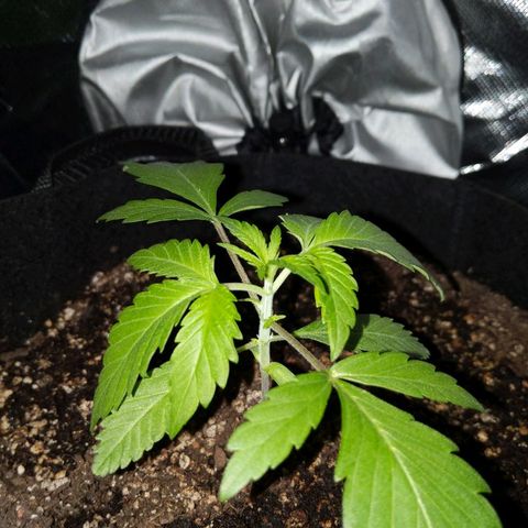 Quick Critical + growlog photo: Normie getting topped