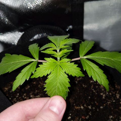 Quick Critical + growlog photo: Weirdo getting topped