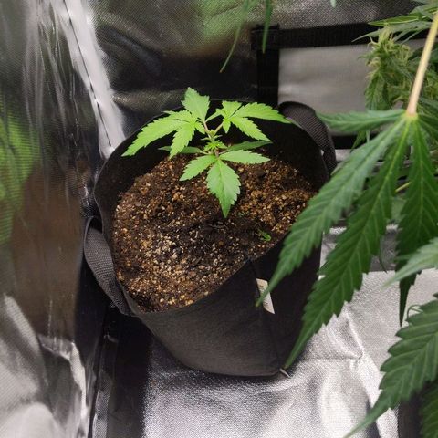 Quick Critical + growlog photo: Weirdo