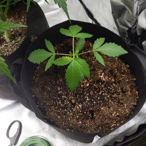 Quick Critical + growlog photo: Normie