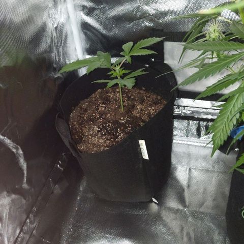 Quick Critical + growlog photo: Weirdo no need h2o