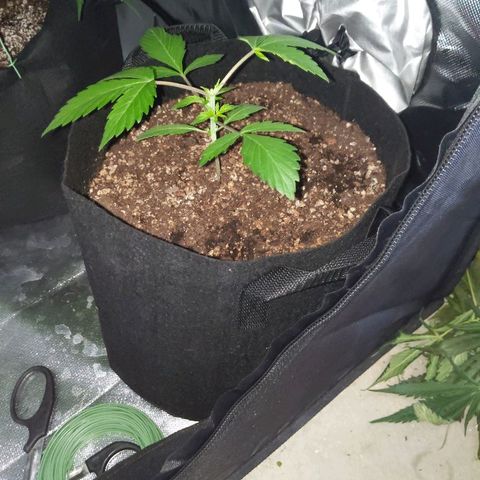 Quick Critical + growlog photo: Normie no need water