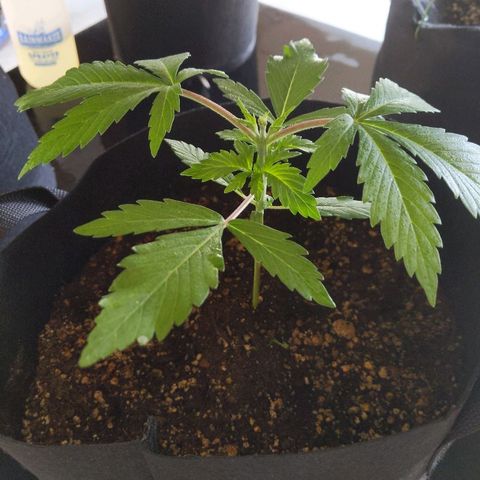 Quick Critical + growlog photo: Treated tent for aphids
