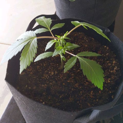 Quick Critical + growlog photo: Treated