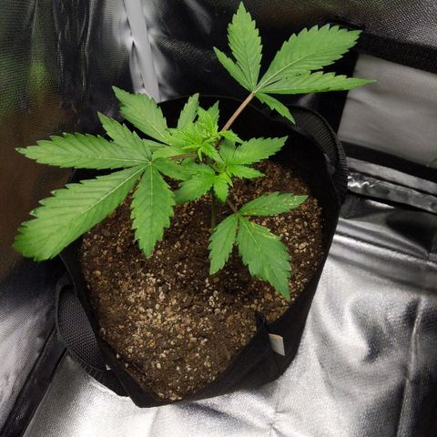 Quick Critical + growlog timeline photo