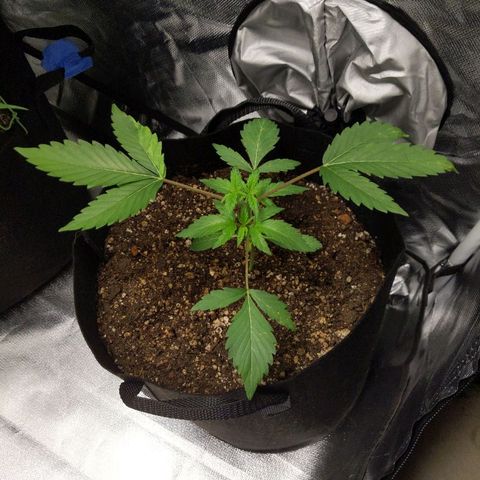 Quick Critical + growlog photo: Leaves were wet somehow. I think that's the reason for discoloration on both