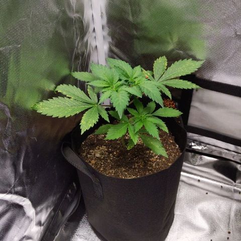 Quick Critical + growlog photo: Rotated