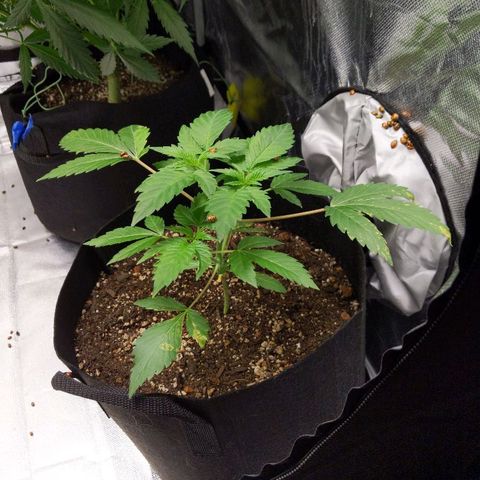 Quick Critical + growlog photo: Rotated