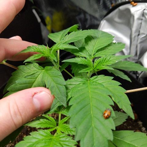 Quick Critical + growlog photo: Topping