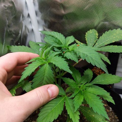 Quick Critical + growlog photo: Topping