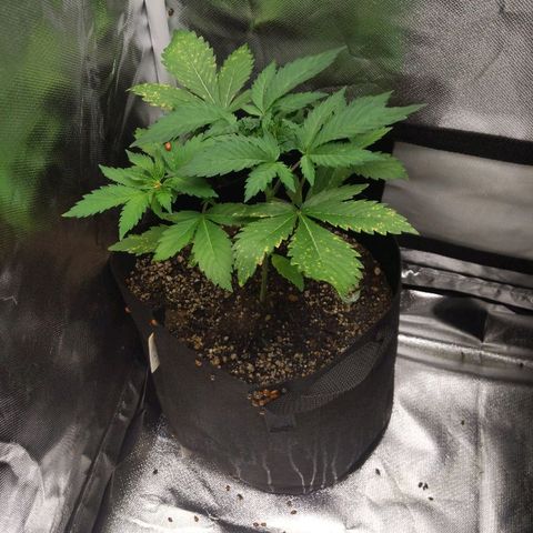 Quick Critical + growlog photo: 1/4 g water
