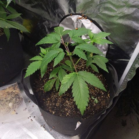 Quick Critical + growlog photo: 1/4 g water