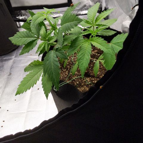 Quick Critical + growlog photo: LST just 1