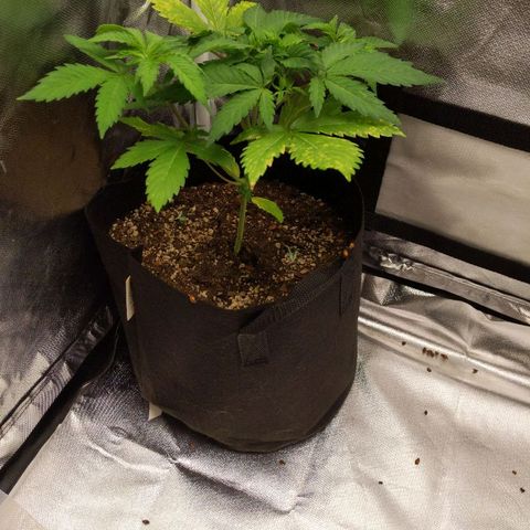 Quick Critical + growlog photo: LST just 1