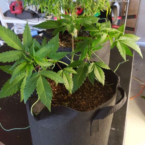 Quick Critical + growlog timeline photo