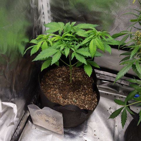 Quick Critical + growlog timeline photo