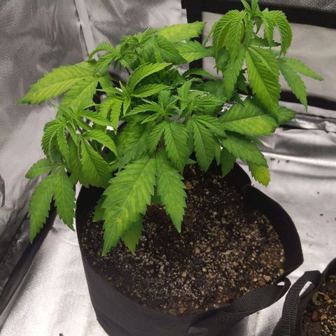 Quick Critical + growlog timeline photo