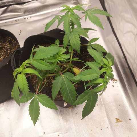 Quick Critical + growlog timeline photo