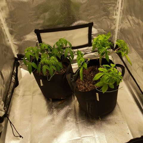 Quick Critical + growlog timeline photo