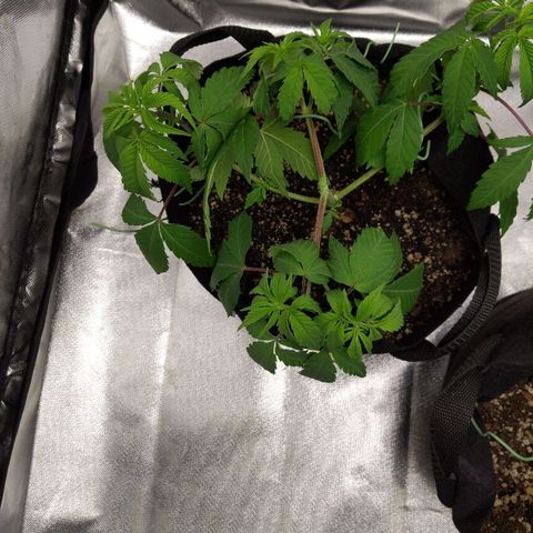 Quick Critical + growlog timeline photo