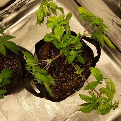 Quick Critical + growlog timeline photo