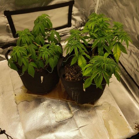 Quick Critical + growlog timeline photo