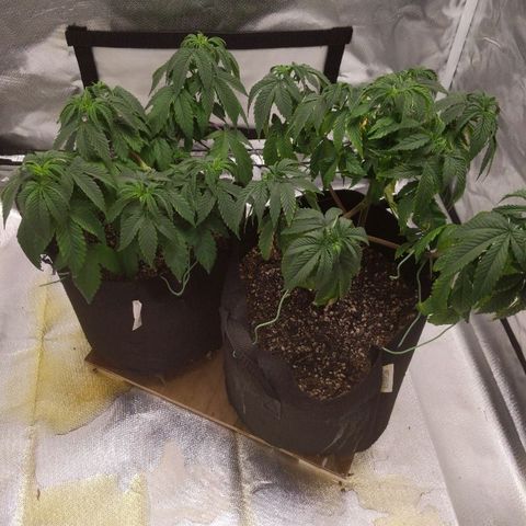 Quick Critical + growlog timeline photo