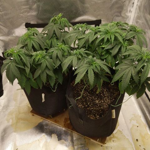 Quick Critical + growlog timeline photo